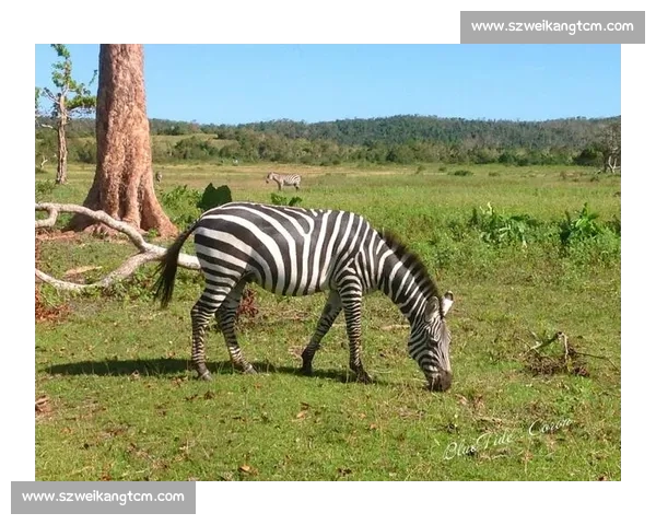 科隆防线遭重创!许伯斯战多特膝伤缺阵半年 科隆防线遭重创!许伯斯战多特膝伤缺阵半年